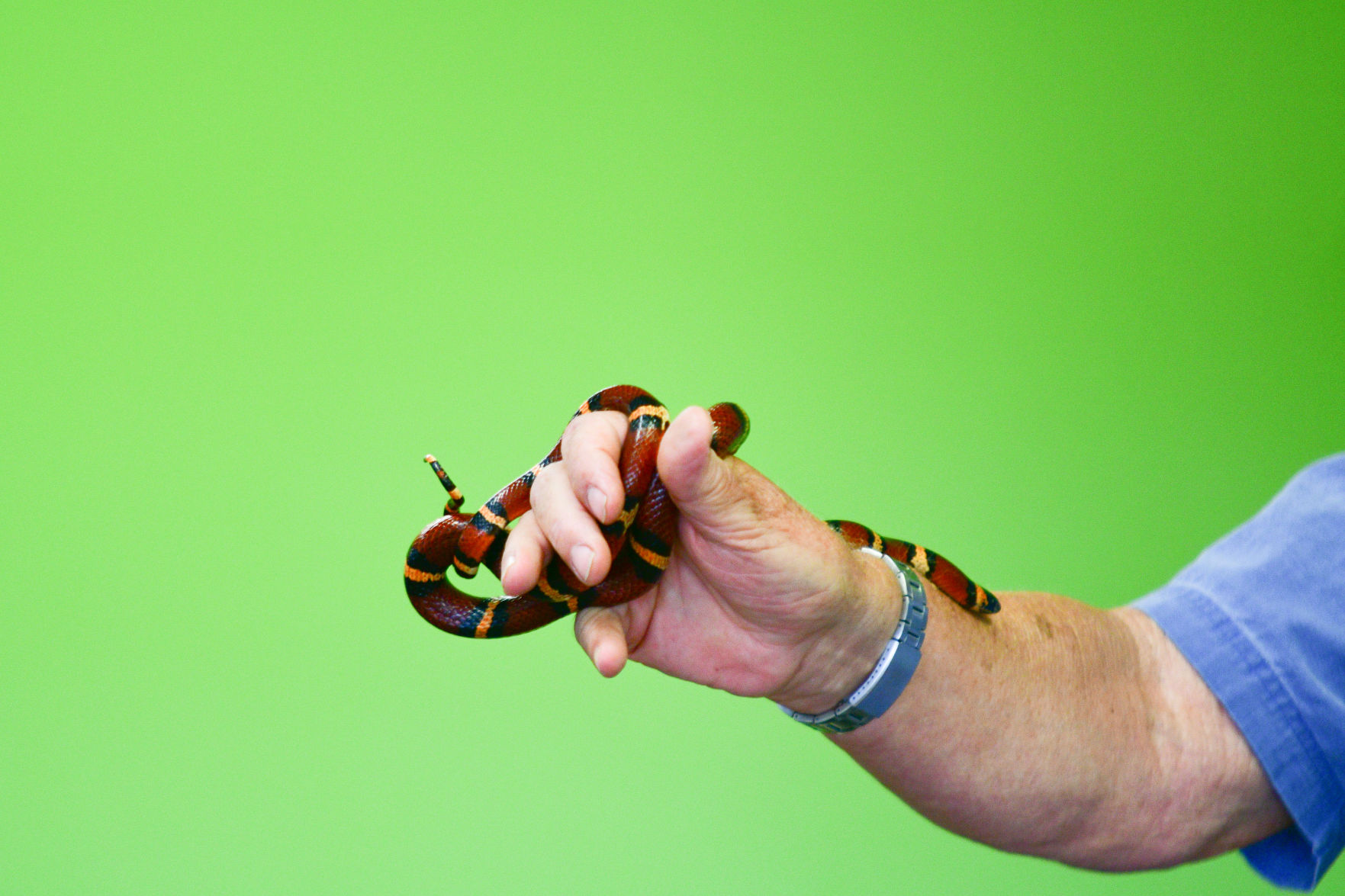 Snake Day at Clara B. Mounce Public Library